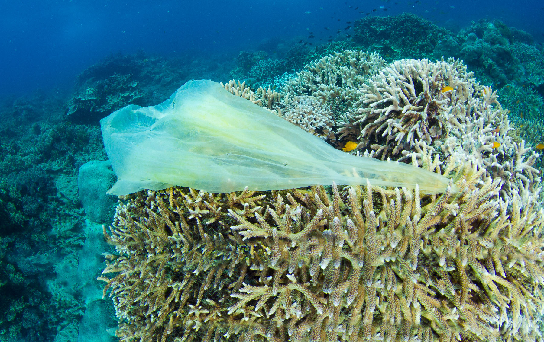 useful description of image if informative and not decoration only.